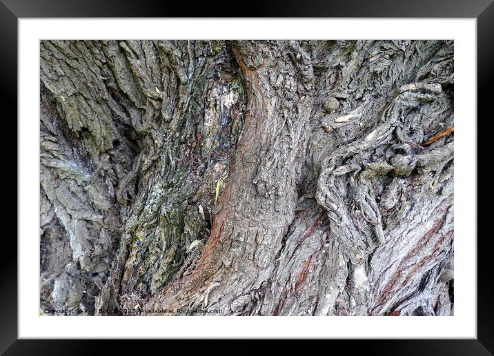 Willow bark, Thirsk Framed Mounted Print by Paul Boizot