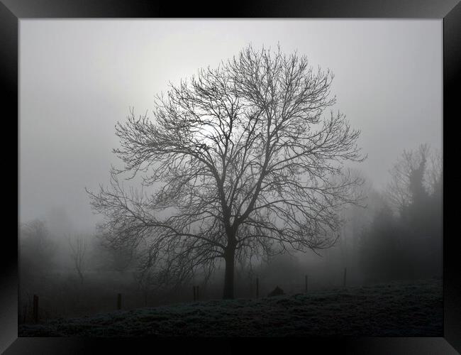 Ash tree in fog, Hob Moor  Framed Print by Paul Boizot