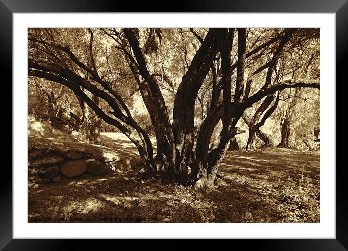 Olive grove, High Atlas 2, sepia Framed Mounted Print by Paul Boizot