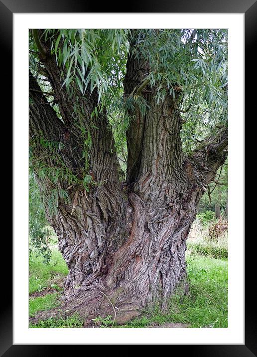 Willow tree, Thirsk 2 Framed Mounted Print by Paul Boizot