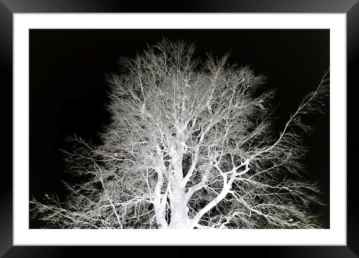Frosty beech tree, mono inverted Framed Mounted Print by Paul Boizot