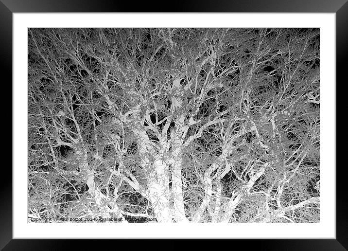 Frosted beech tree 2, mono inverted Framed Mounted Print by Paul Boizot