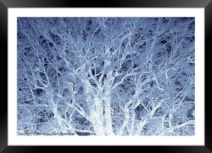 Frosted beech tree 2, dark blue edit Framed Mounted Print by Paul Boizot