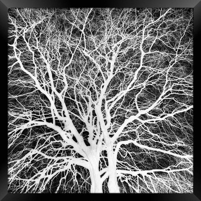 Winter beech, Bridlington, grayscale inverted Framed Print by Paul Boizot