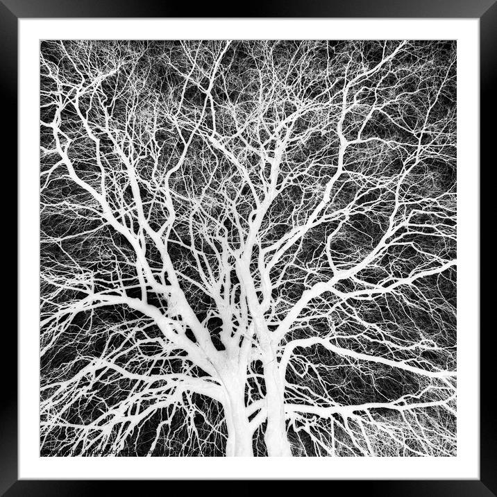 Winter beech, Bridlington, grayscale inverted Framed Mounted Print by Paul Boizot