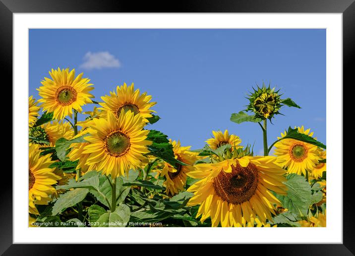 Vibrant Sunflower Close-Up Framed Mounted Print by Paul Telford