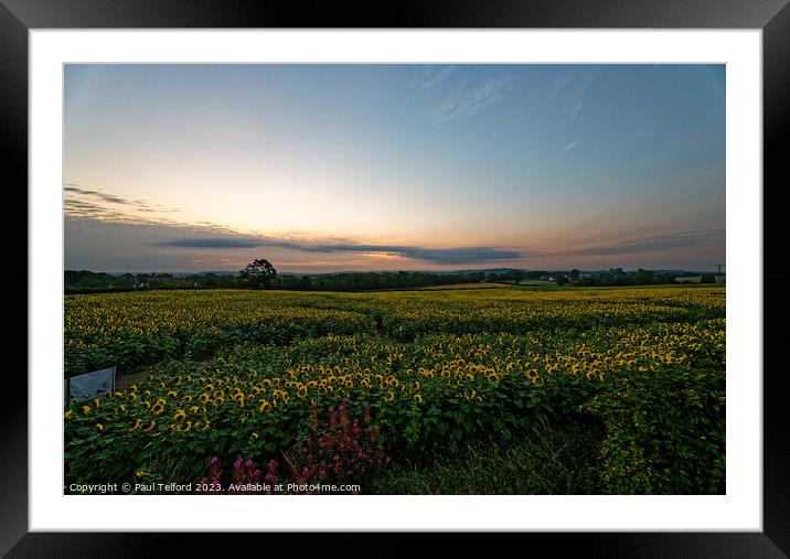 Sunflower sunrise Framed Mounted Print by Paul Telford