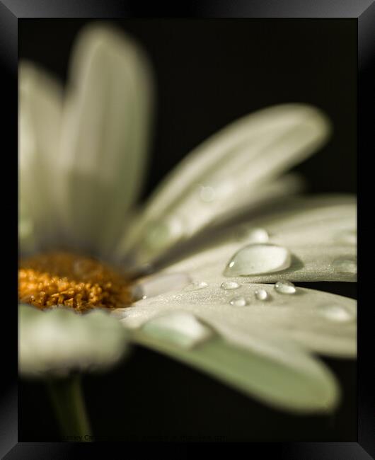 Daisy with Dew Framed Print by Lesley Carruthers