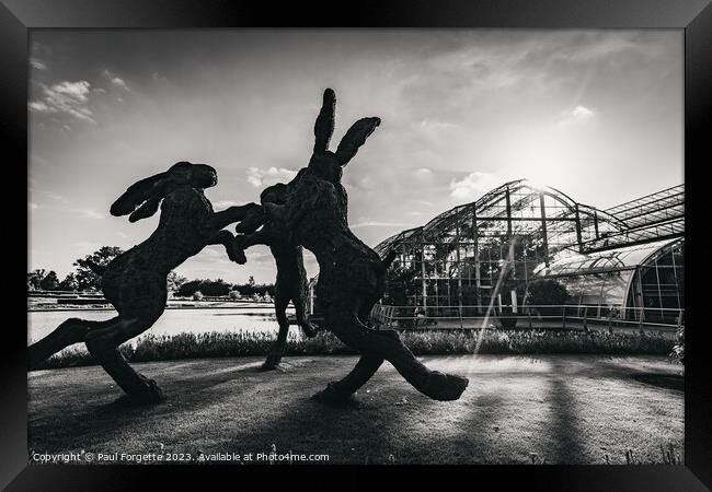 Black and white Hares   Framed Print by Paul Forgette