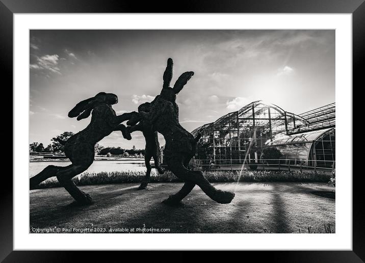 Black and white Hares   Framed Mounted Print by Paul Forgette