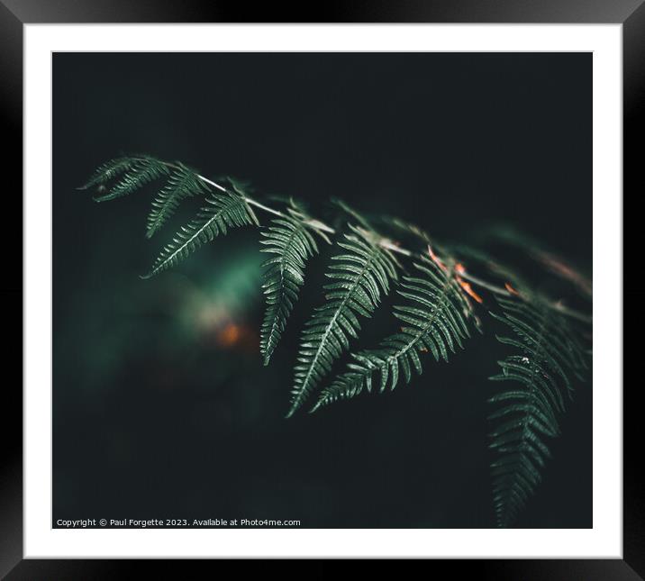 Dark fern Framed Mounted Print by Paul Forgette