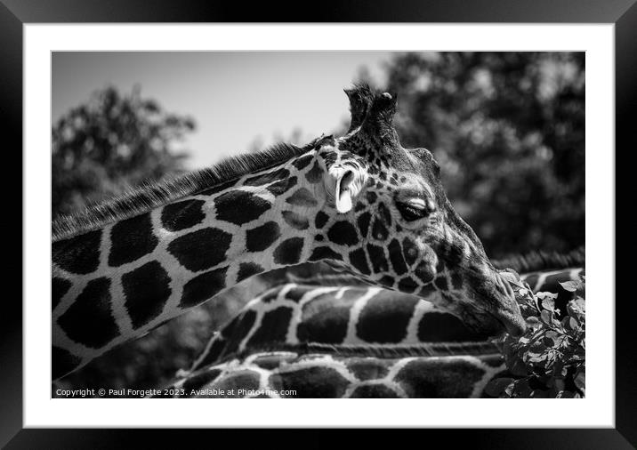 Giraffes  Framed Mounted Print by Paul Forgette