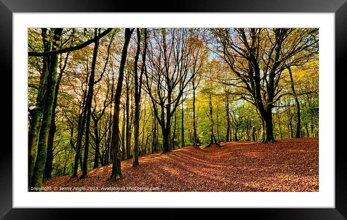 Deciduous sunset  Framed Mounted Print by Jonny Angle