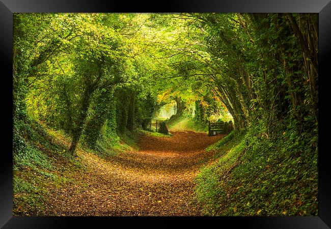 Halnaker Tunnel Up Framed Print by Alan Humphries