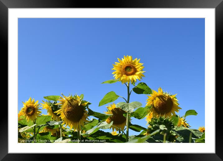 A field of sunflower flower Framed Mounted Print by Claude Laprise