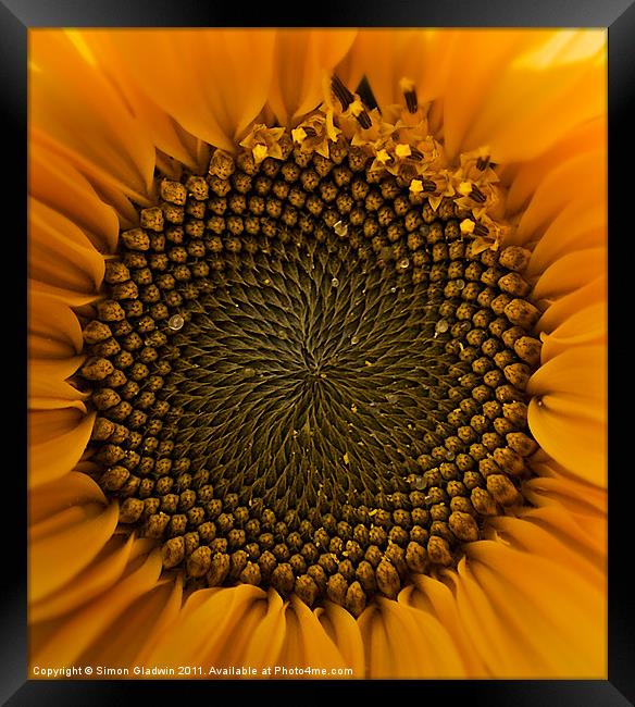 Sunflower Eye Framed Print by Simon Gladwin