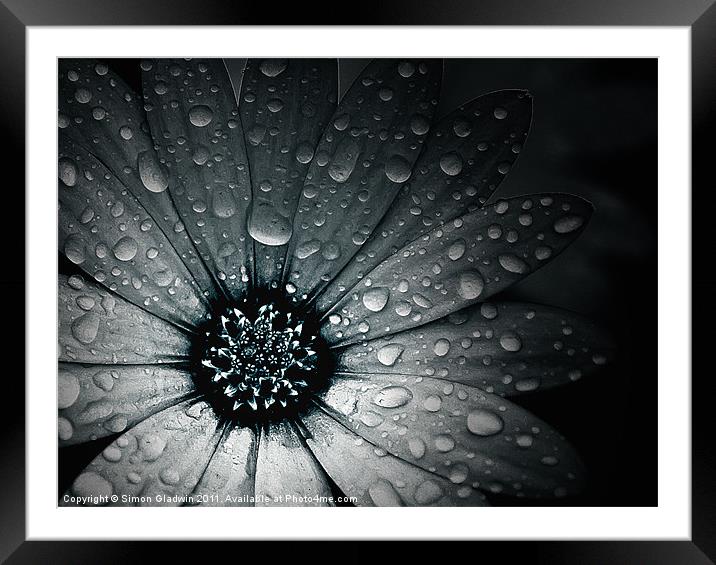Raindrops On An African Daisy Framed Mounted Print by Simon Gladwin