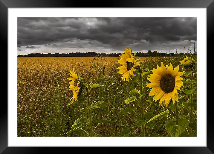 Sunflowers Under a Foreboding Sky Framed Mounted Print by Simon Gladwin