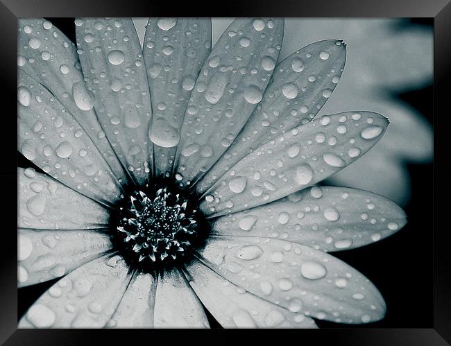 African Daisy After The Rain, Black and White Framed Print by Simon Gladwin