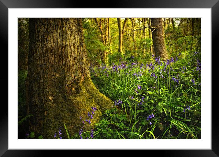 Bluebell Wood Framed Mounted Print by Simon Gladwin