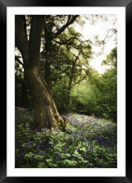 Bluebell Dell Framed Mounted Print by Simon Gladwin