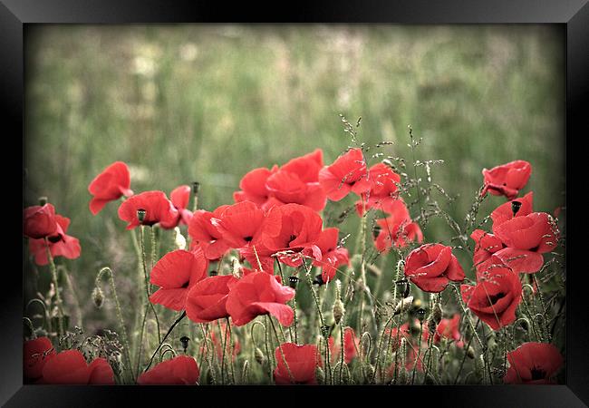 Poppies Framed Print by Simon Gladwin