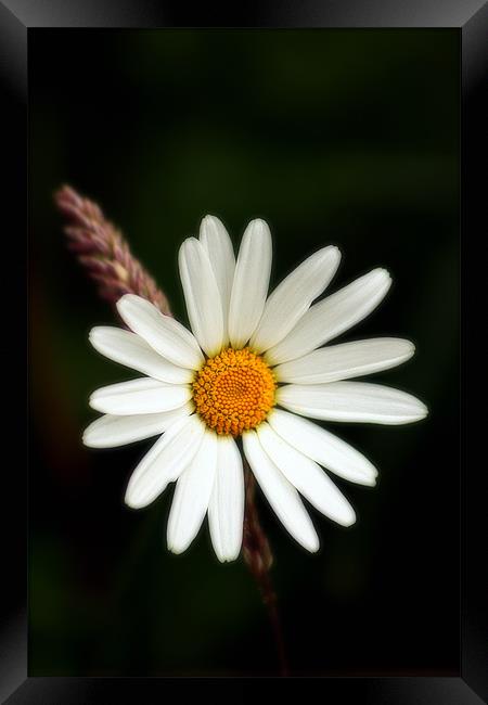 Plain and Simple, Daisy and Grass Framed Print by Simon Gladwin