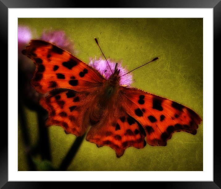 Comma Butterfly Framed Mounted Print by Simon Gladwin