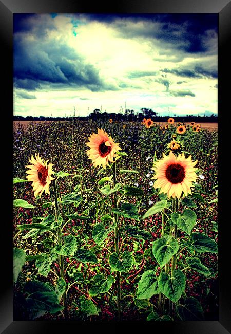 Sunflower Field Framed Print by Simon Gladwin