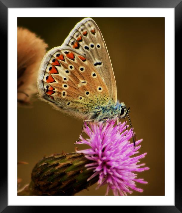 Silver Studded Blue Framed Mounted Print by Simon Gladwin