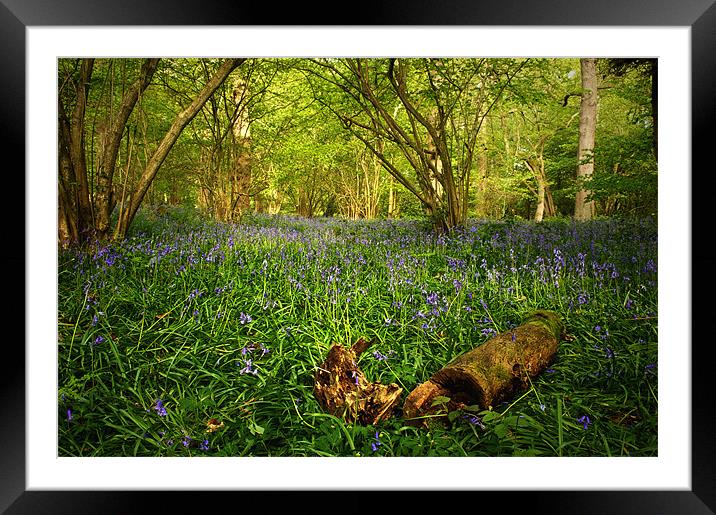 Bluebells in a  Leicestershire Woodland Framed Mounted Print by Simon Gladwin