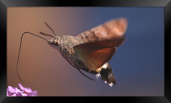 Hummingbird Moth Framed Print by Simon Gladwin