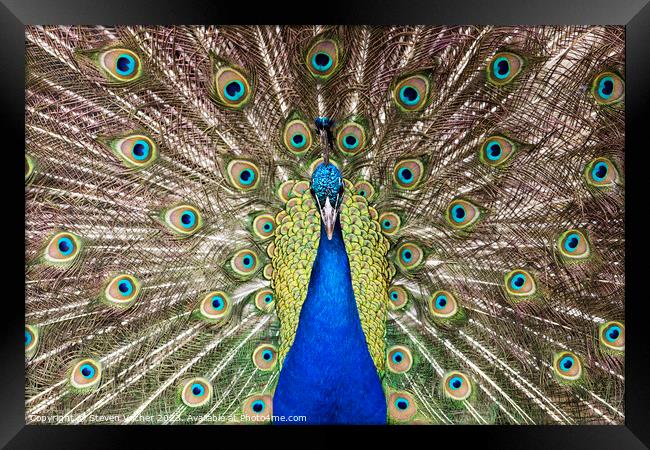 Beautiful Royal Blue Peacock Framed Print by Steven Vacher