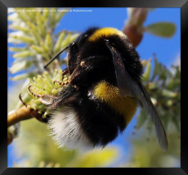 The Humble Bumble Bee Framed Print by Jennifer Harnden