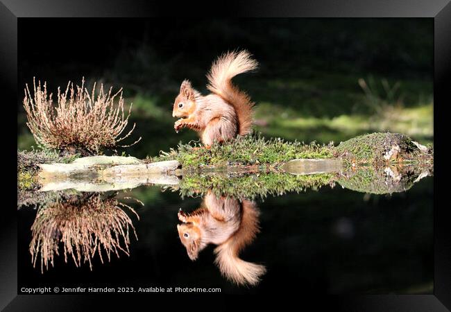 Red Squirrel Reflection Framed Print by Jennifer Harnden