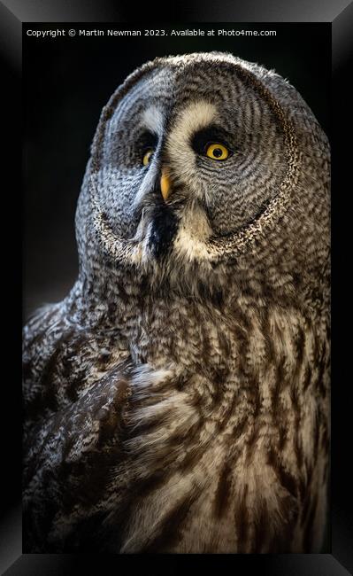 A close up of an owl Framed Print by Martin Newman