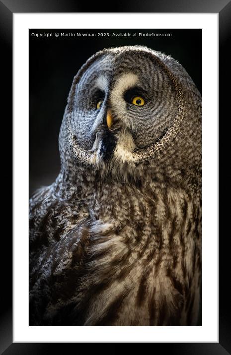 A close up of an owl Framed Mounted Print by Martin Newman