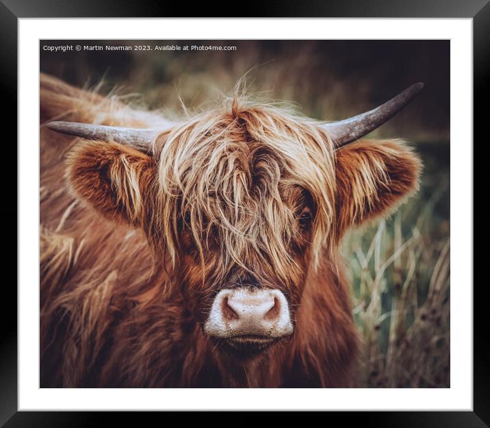 A close up of a cow Framed Mounted Print by Martin Newman