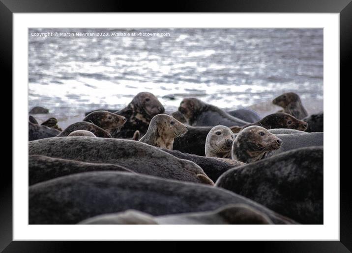 Sealions Framed Mounted Print by Martin Newman