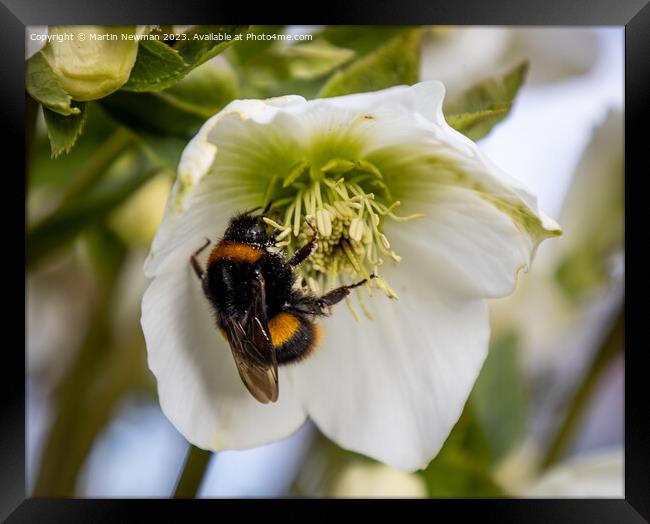 Pollenating Framed Print by Martin Newman