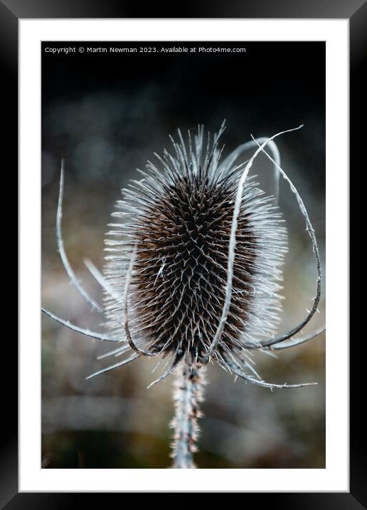 Prickles Framed Mounted Print by Martin Newman