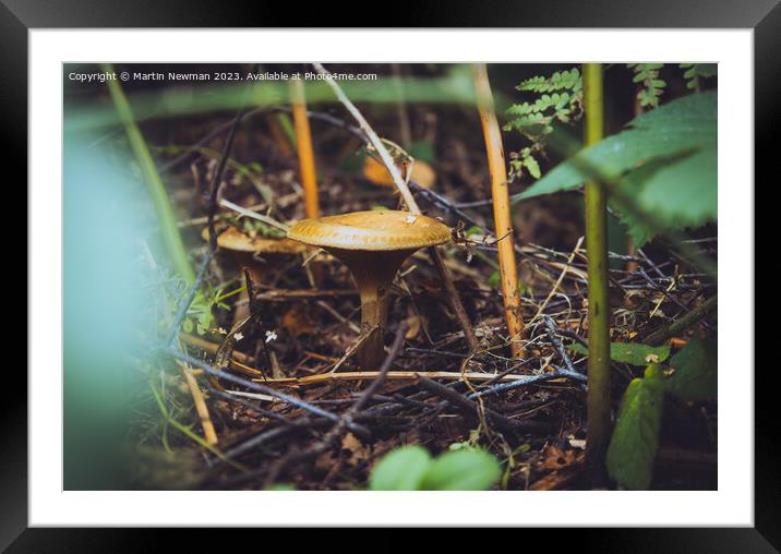 Fungi Forest Floor Framed Mounted Print by Martin Newman