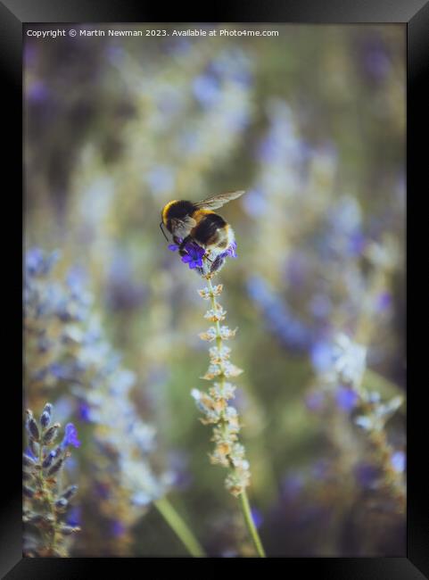 Bumblebee Pollenating Lavender Framed Print by Martin Newman