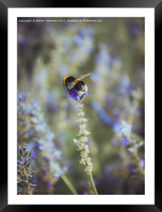 Bumblebee Pollenating Lavender Framed Mounted Print by Martin Newman