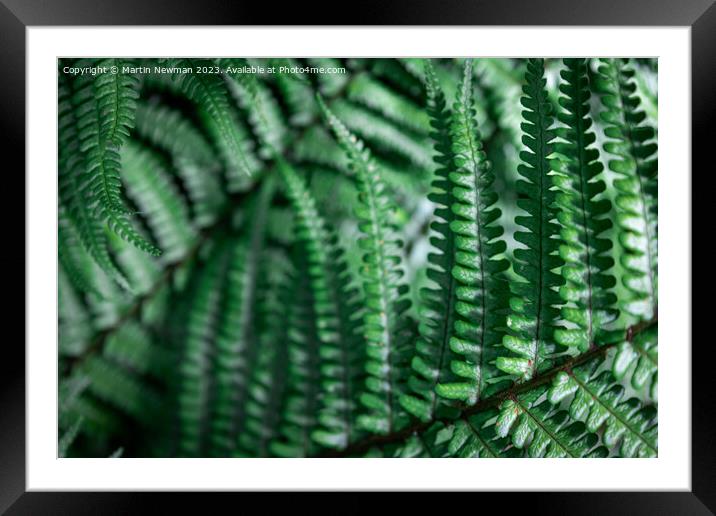 Fern Leaf Forest Floor Framed Mounted Print by Martin Newman