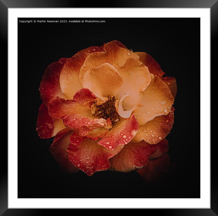A close up of a flower Framed Mounted Print by Martin Newman