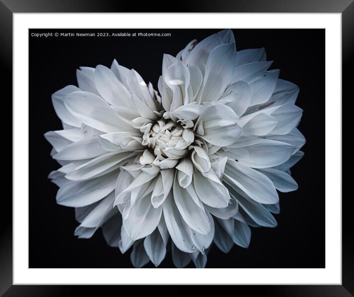 White Flower Petals Framed Mounted Print by Martin Newman