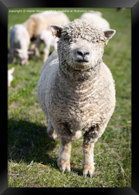 A group of sheep standing on top of a grass covered field Framed Print by Martin Newman