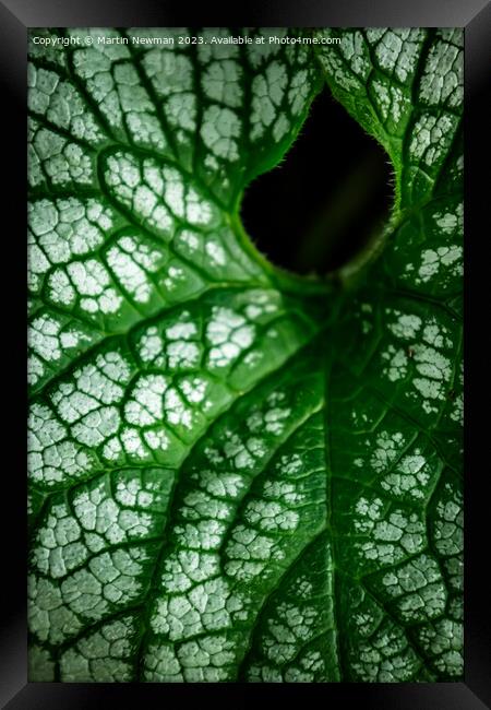 Plant leaves Framed Print by Martin Newman