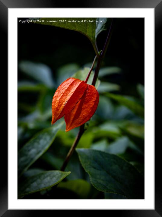 Chinese Lantern Flower Framed Mounted Print by Martin Newman
